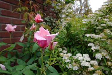 DSC06938_R