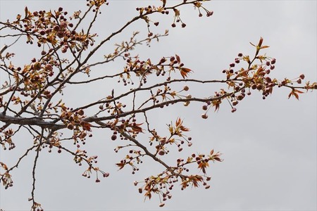 DSC05001_R