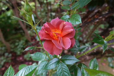 DSC06991_R