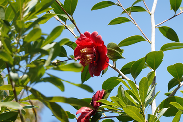 DSC05918_R