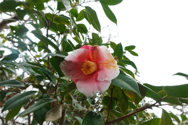 DSC05987_R