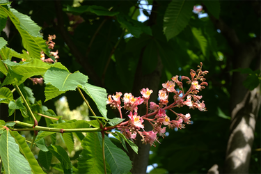DSC07050_R