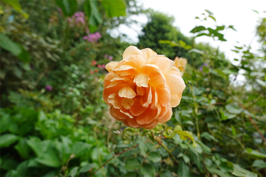 DSC09282_R