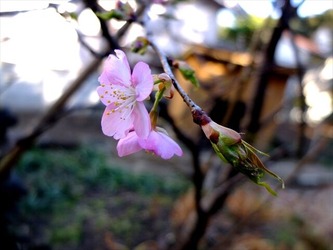 DSCF8479_R