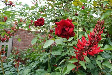 DSC08384_R