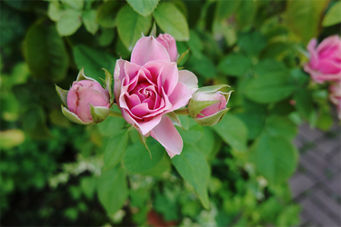 DSC08999_R