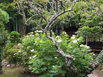 DSCF1905_R
