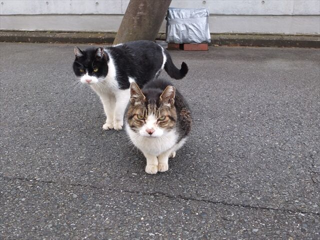 藍川京」の部屋 : 近所の猫、カロライナジャスミン、オリヅルラン 