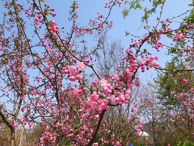 DSCF7899_R