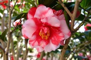 DSCF2023_R