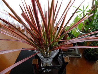 DSCF2062_R