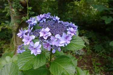DSC08445_R
