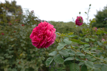 DSC09316_R
