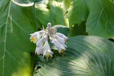 DSC08802_R