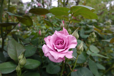 DSC06897_R
