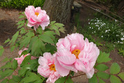 DSCF1265_R