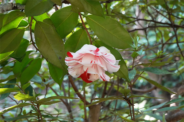 DSC06274_R
