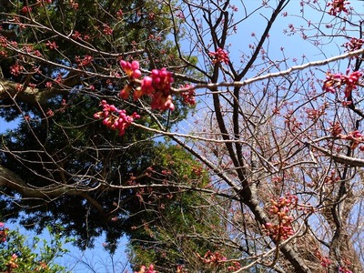 DSCF1117_R