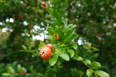 DSC08136_R