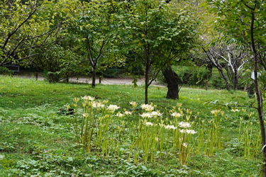 DSC09885_R