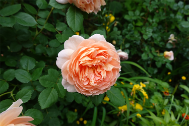 DSC07608_R