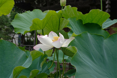 DSC08718_R