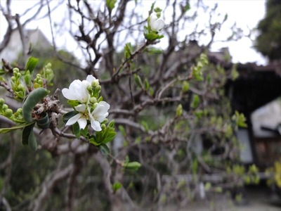 DSCF1244_R