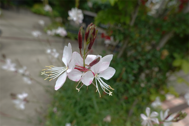 DSC08240_R
