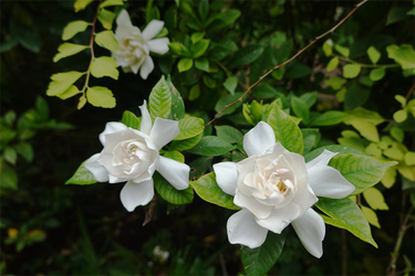 DSC08312_R