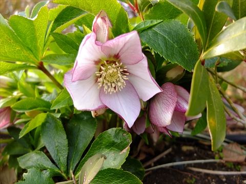 DSCF5568_R