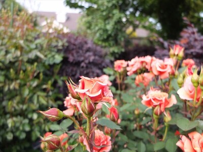 DSCF2408_R