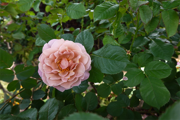 DSC06832_R