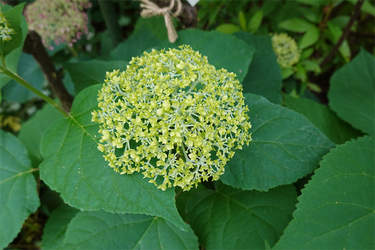 DSC08065_R