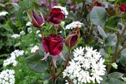 DSCF2180_R