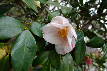 DSC06010_R