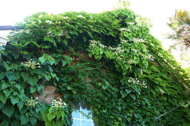 DSC07786