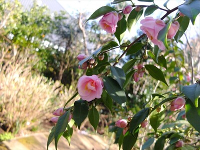 DSCF4545_R