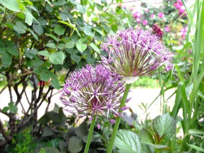 DSCF2817_R