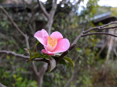 DSCF1253_R