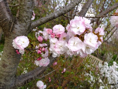 DSCF1816_R