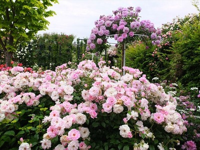 DSCF2977_R