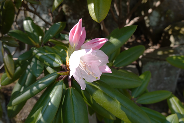 DSC06250_R