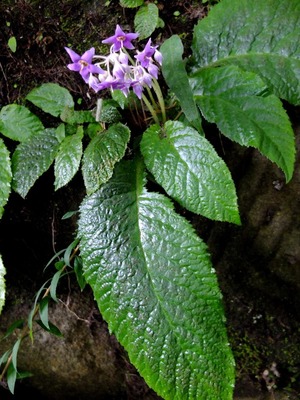 DSCF0364