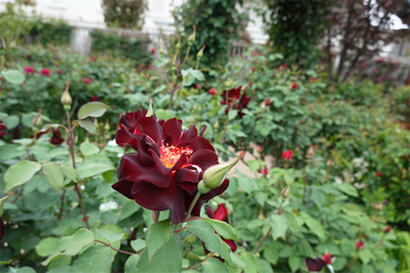 DSC06931_R