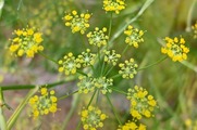 DSCF3875_R