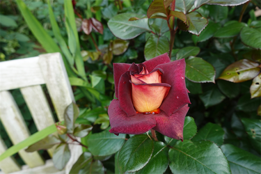 DSC06994_R