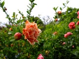 DSCF2309_R