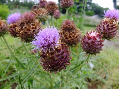DSCF6885_R