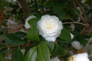 DSC06039_R
