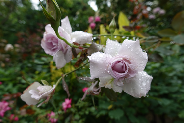 DSC08567_R